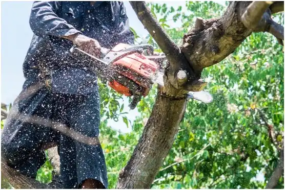 tree services Stockertown